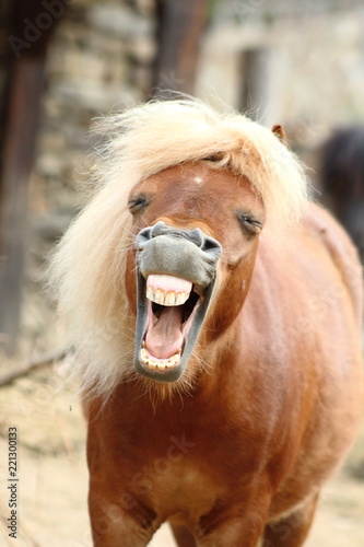 Fotografie Shetland pony