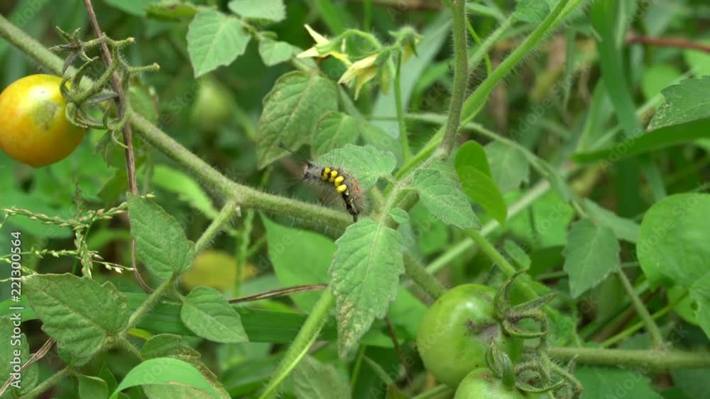 Butterfly caterpillar is walking on a tree.
Butterfly caterpillar is walking on a tree.