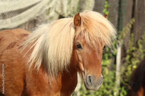 Shetland pony © Michaela