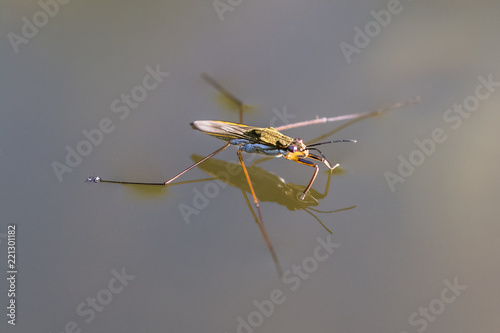 Gerridae