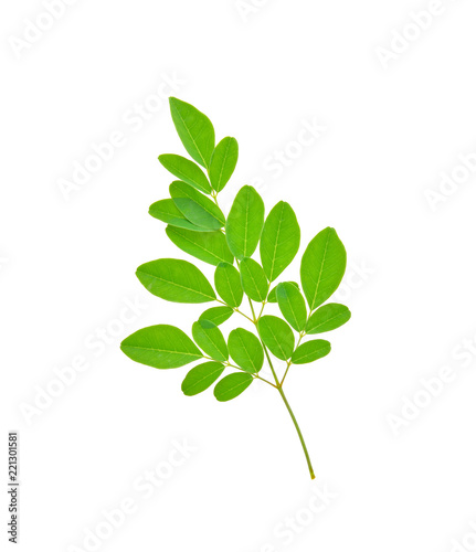 moringa leaves on white background