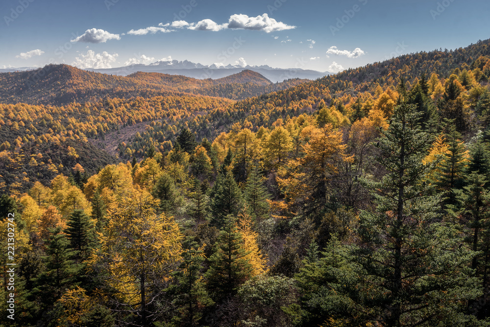 Yellow and green pine forest with snow mountain range background in sunny day in clear blue sky at Shika Snow Mountains, Shangri La, China