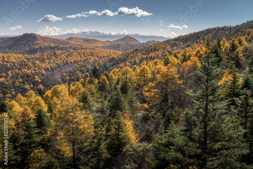 Yellow and green pine forest with snow mountain range background in sunny day in clear blue sky at Shika Snow Mountains, Shangri La, China