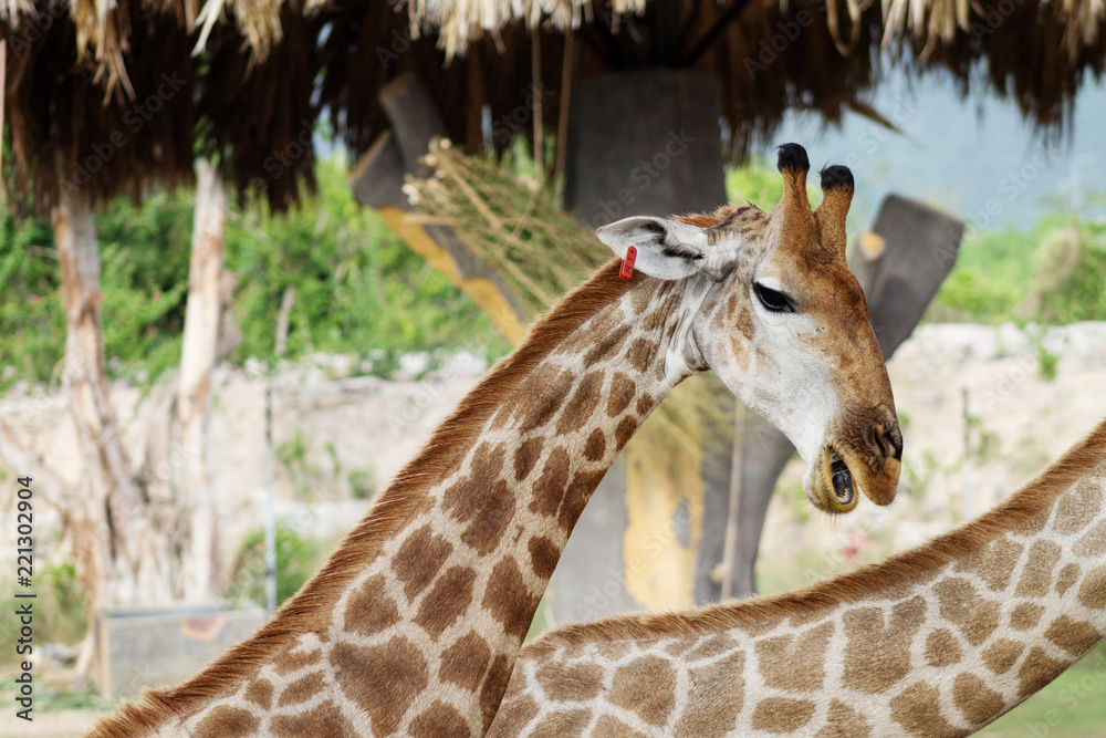 Obraz premium грациозные жирафы у кормушки