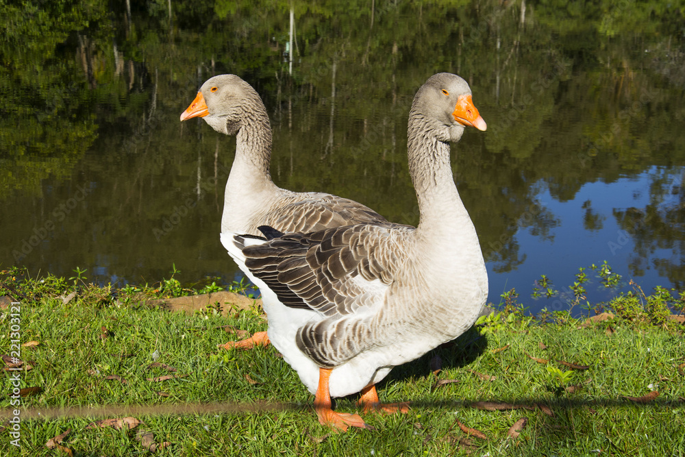 Geese on the hacienda, Igrejinha, Rio Grande do Sul, Brazil Geese on the hacienda, Igrejinha, Rio Grande do Sul, Brazil