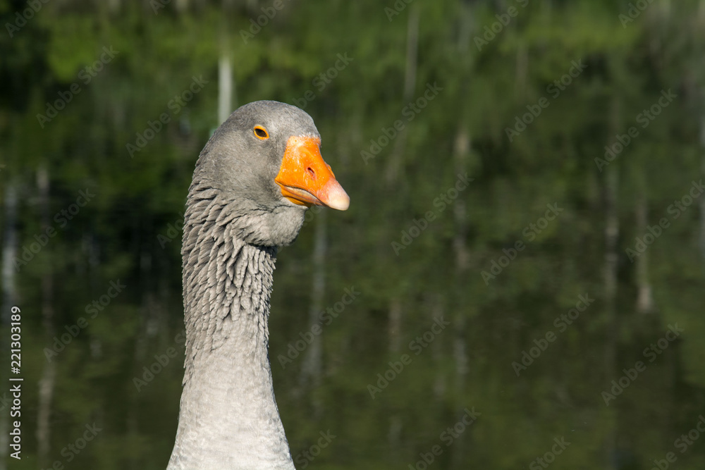 Geese on the hacienda, Igrejinha, Rio Grande do Sul, Brazil Geese on the hacienda, Igrejinha, Rio Grande do Sul, Brazil