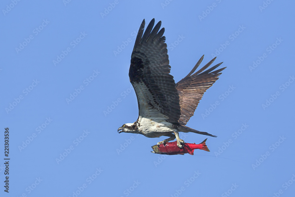 Fototapeta premium Osprey soars high with a salmon.