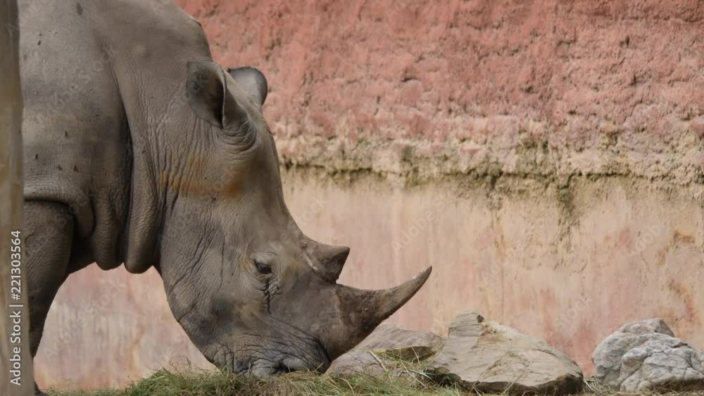 Close up Rhino eating grass in the wild