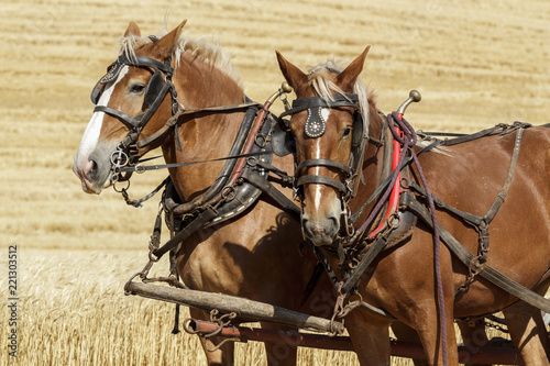 Two draft horses harnessed up.