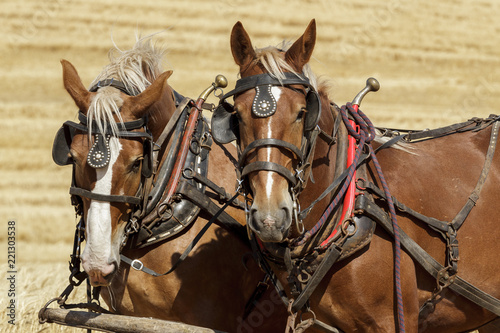 Pair of draft horses ready for work.
