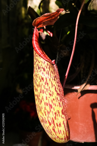 Close-up of a beautiful red-speckled pitfall trap hanging from a tendril that belongs to the carnivorous pitcher plant (Nepenthes macfarlanei), cultivated on Cameron Highlands, Malaysia. photo