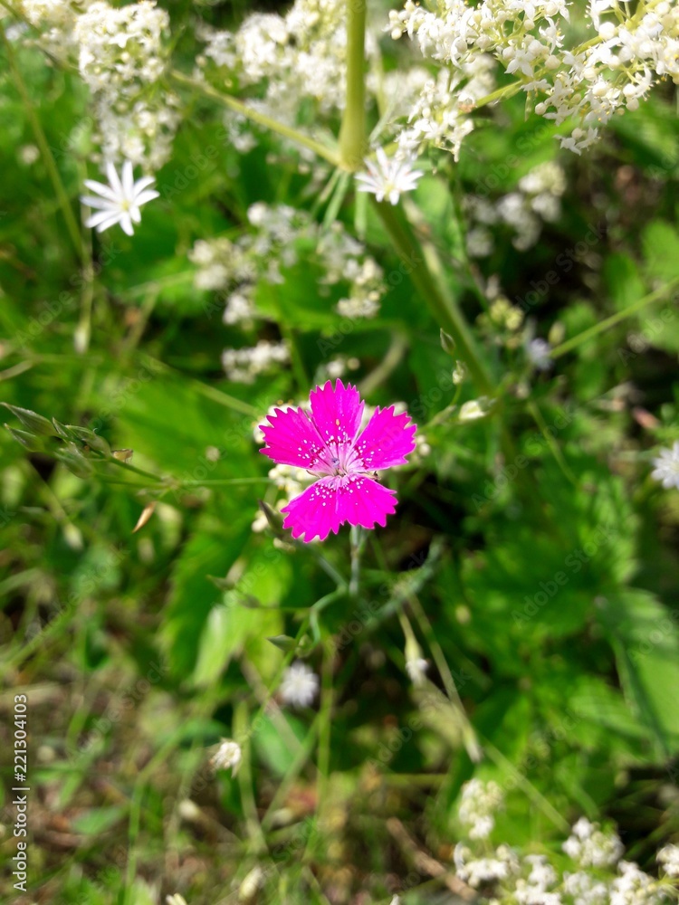Dianthus pratensis, carnation,pink flower Dianthus pratensis, carnation,pink flower