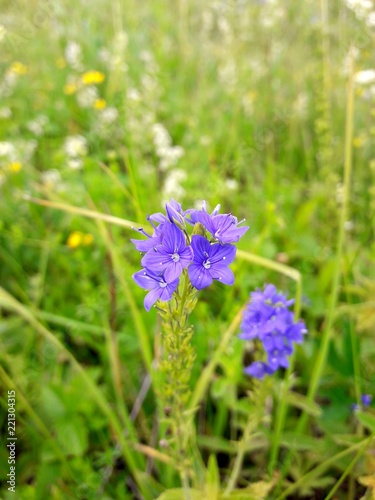 Veronica, flowers, blue flowers