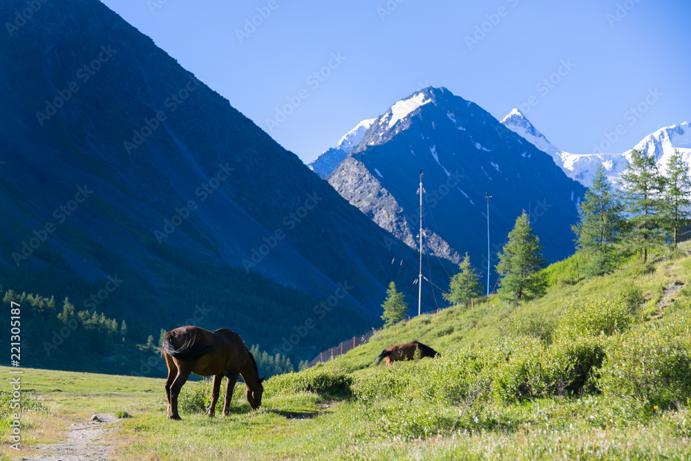 A brown horse in the background of mountains. The horse grazes and eats grass on the field.