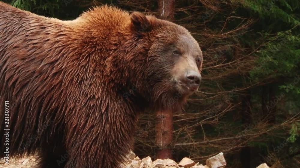 Brown Bears play in the reserve
