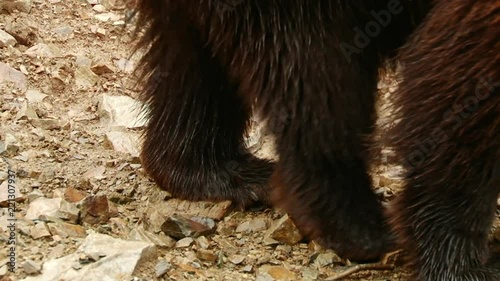 Brown Bears play in the reserve photo