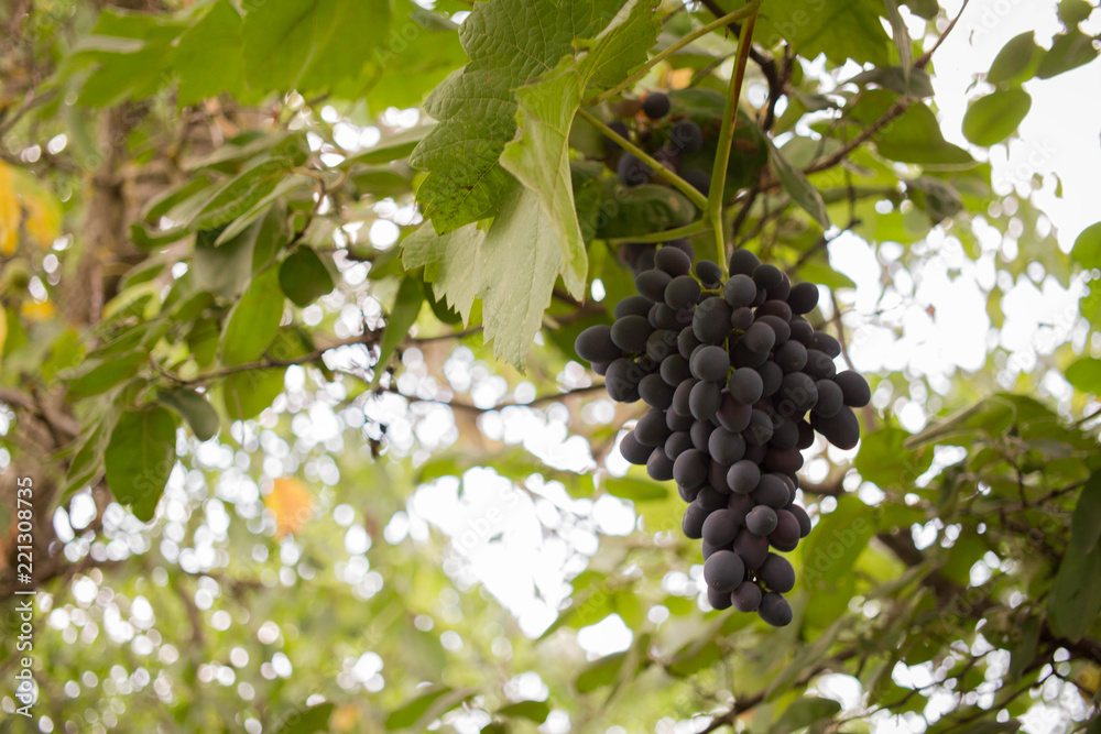 Grapes of blue grapes on the branches in the home garden. Gardening and winemaking concept