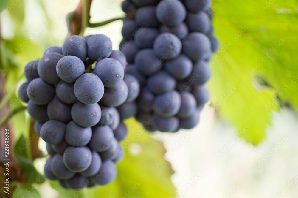 Grapes of blue grapes on the branches in the home garden. Gardening and winemaking concept