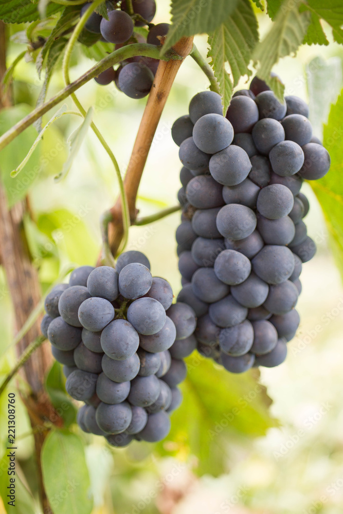 Grapes of blue grapes on the branches in the home garden. Gardening and winemaking concept Grapes of blue grapes on the branches in the home garden. Gardening and winemaking concept