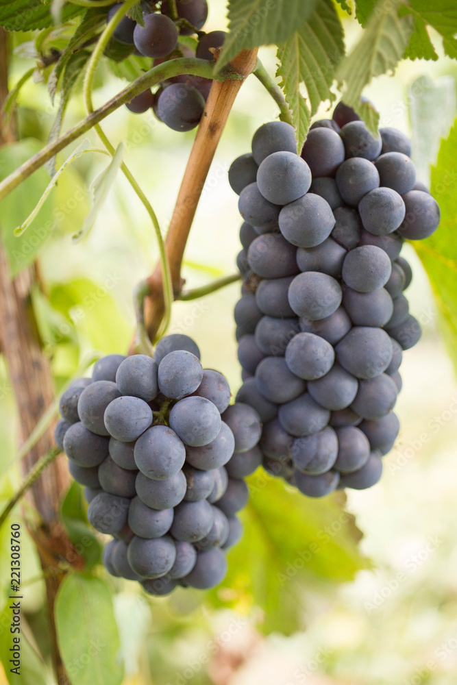 Grapes of blue grapes on the branches in the home garden. Gardening and winemaking concept