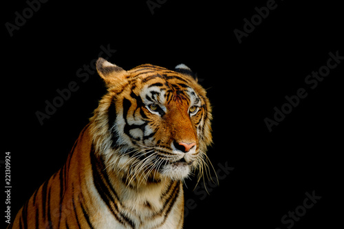 Sight of tiger. © Winyou