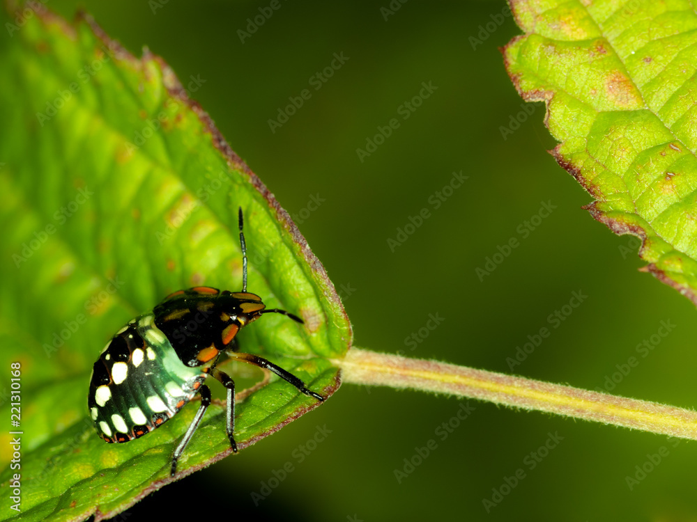 Naklejka premium Bug