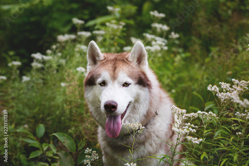 Close-up portrait of free beige and white dog breed siberian husky sitting in the green grass and wild flowers