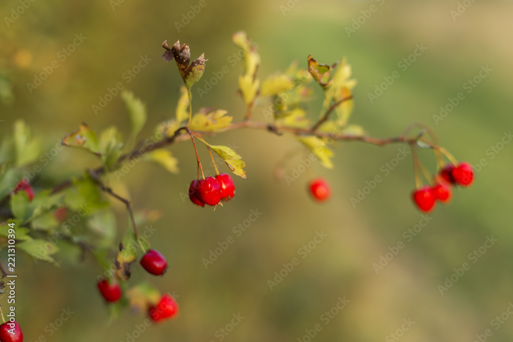 Red wild hawthorn (Crataegus) fruits on the branch. Selective focus. Red wild hawthorn (Crataegus) fruits on the branch. Selective focus.