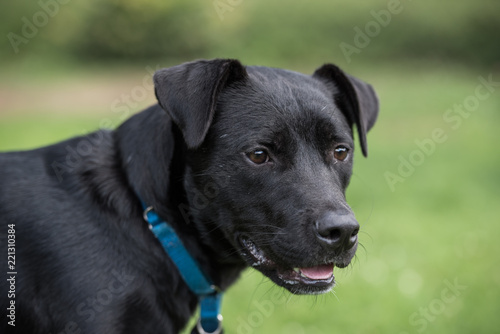 Cute face of a black Labrador 