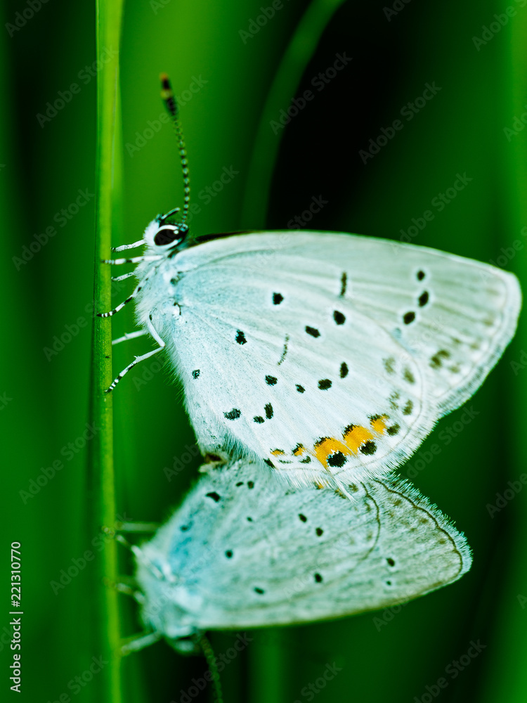 Obraz premium Bläuling