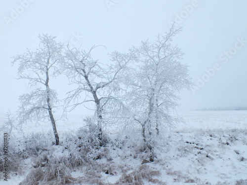 Frosted trees that are hibernating in winter © Cheryl
