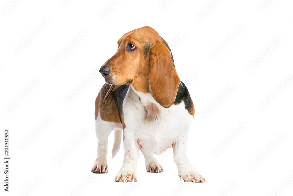 basset hound standing in front of a white background
