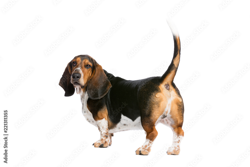 basset hound standing in front of a white background