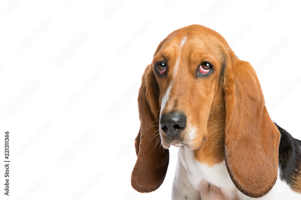 basset hound in front of a white background