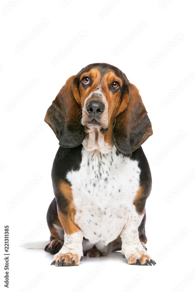 basset hound sitting in front of a white background
