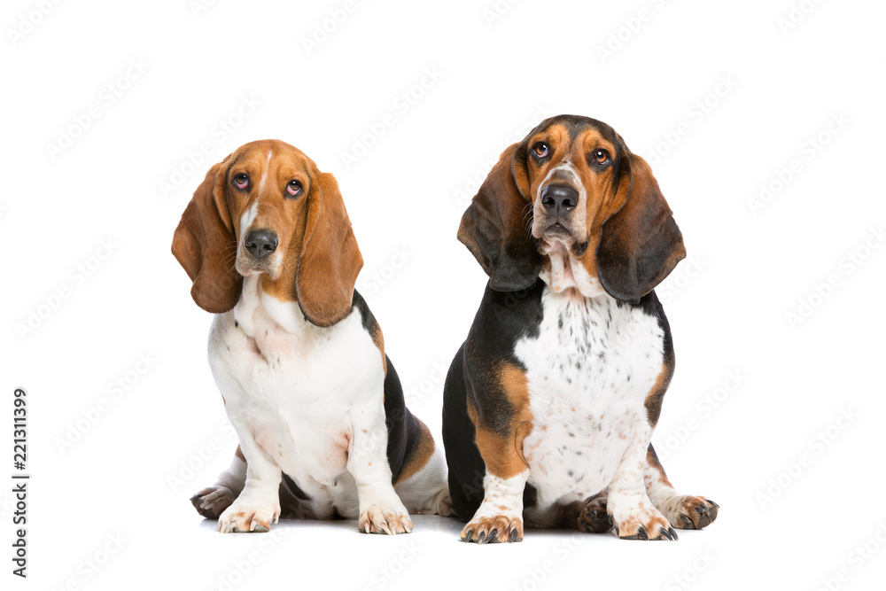 two basset hounds two basset hounds