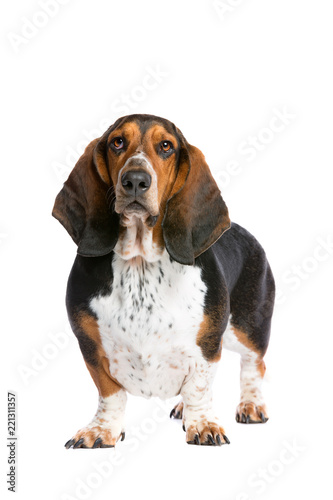 basset hound standing in front of a white background