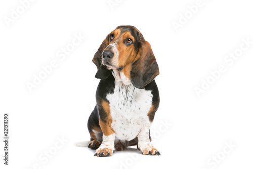 Tablou canvas basset hound sitting in front of a white background