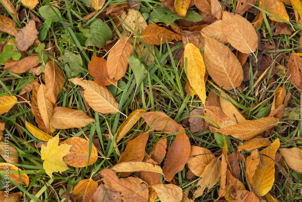 Fallen dry yellow autumn leaves in grass background