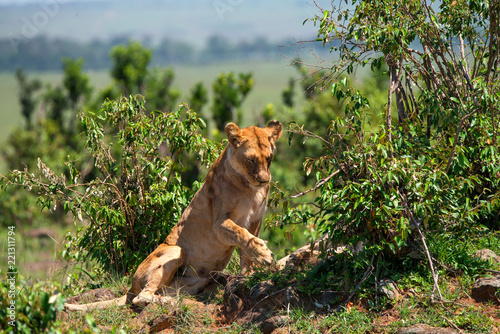 Fototapeta Naklejka Na Ścianę i Meble -  Lioness or Panthera leo rests in savanna close