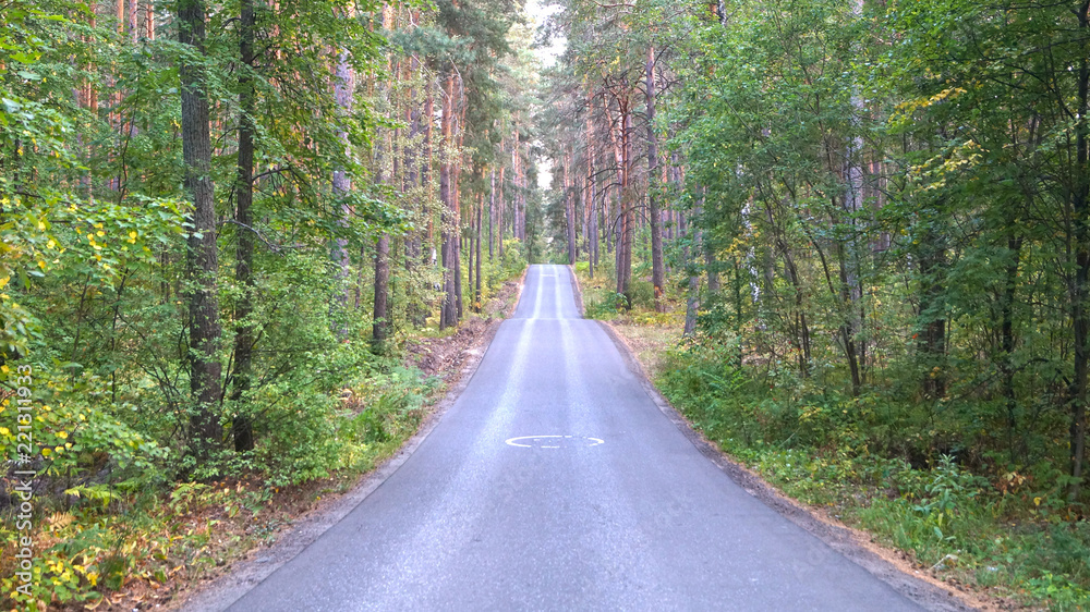 Fototapeta premium Pine forest road
