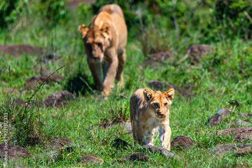 Fototapeta Naklejka Na Ścianę i Meble -  Lioness or Panthera leo walks with child, savanna