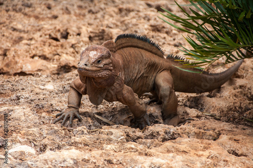 Fototapeta Naklejka Na Ścianę i Meble -  Portrait of Rhinoceros iguana. Cyclura cornuta. Dominican Republic