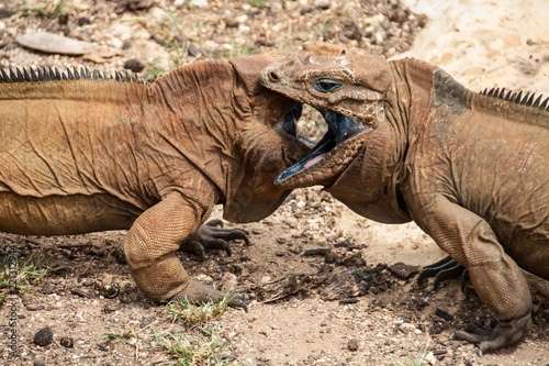 Two iguanas look at each other. Cyclura cornuta. Dominican Republic