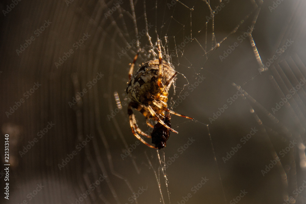 Spider eating fly caught in the web Spider eating fly caught in the web