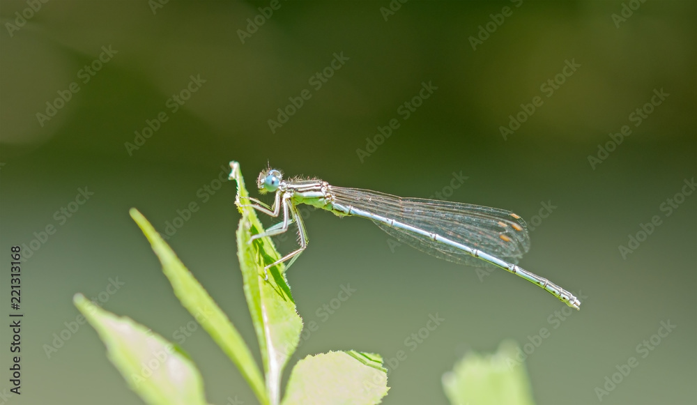 dragon-fly sits on a tree dragon-fly sits on a tree