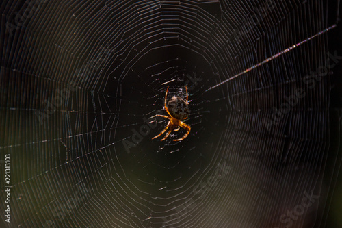 Spider web with spider