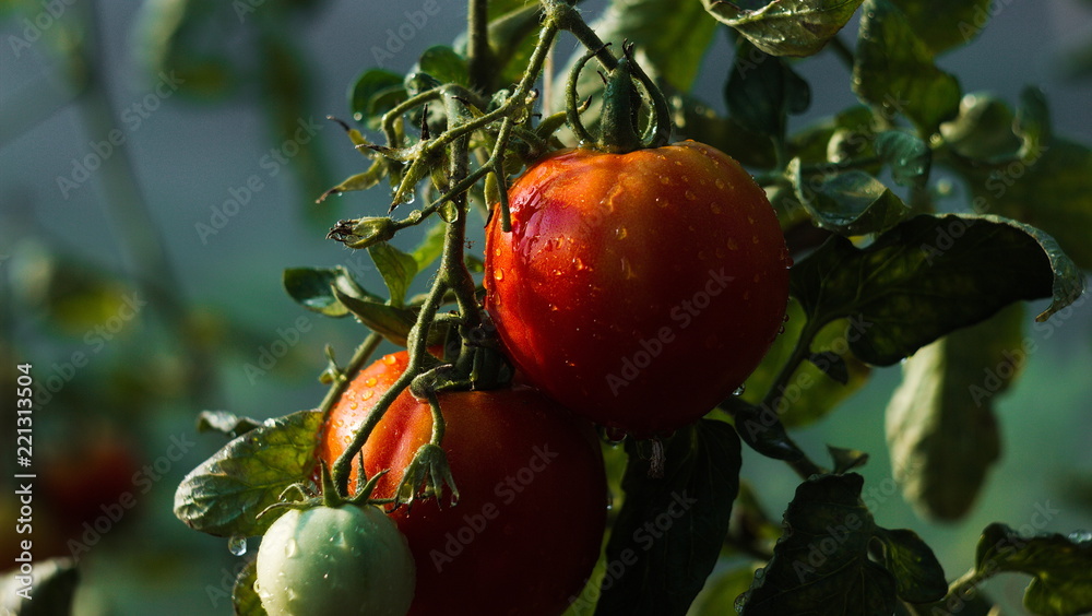 Two tomato with water droplets 