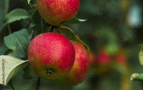 Group of apples 