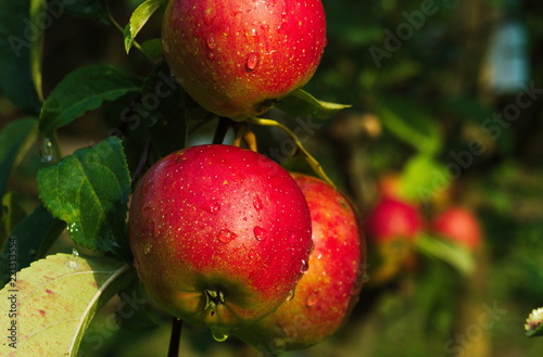 Group of apples after rain